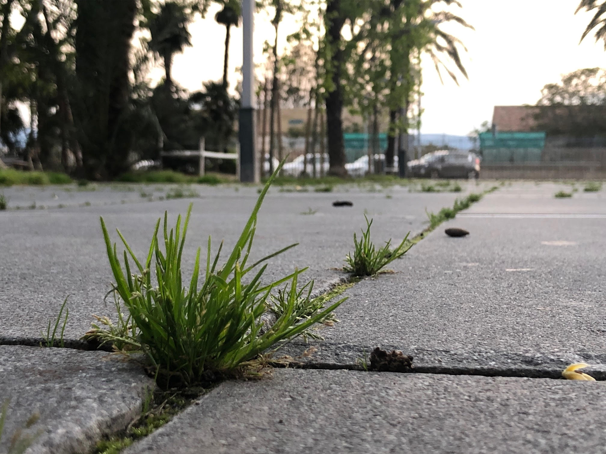 La naturaleza se abre paso también en el casco urbano de Villena El